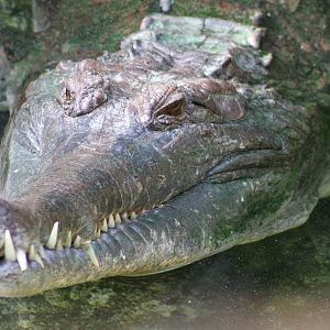 False Gharial @ Chester; 15.09.2015