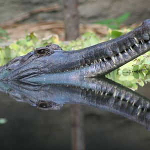 False Gharial @ Chester; 15.09.2015