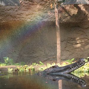 False Gharial and sprinkler rainbow @ Chester; 15.09.2015
