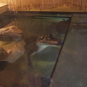 Spectacled Caiman