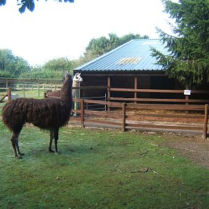 Llama