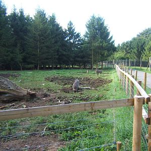 New Warthog enclosure