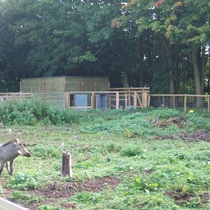 New Warthog enclosure