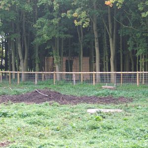New exhibit being built in the woods at the back of the warthog enclosure