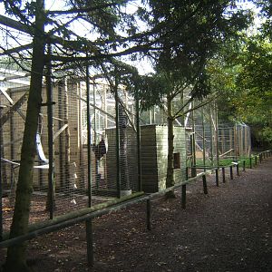 View of 2 Lemur exhibits and new Red Fox exhibit at the end
