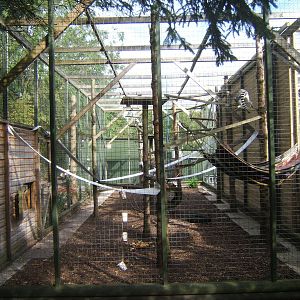 View of Ring-tailed lemur exhibit