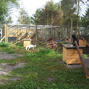3 colour forms of Red Fox in one enclosure