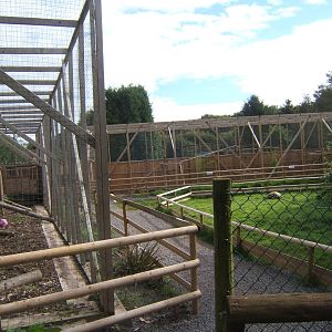View of Serval exhibit on left and Caracal straight ahead