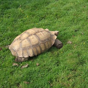 Sulcatta Tortoise