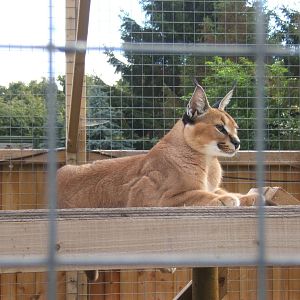 Caracal