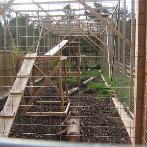 View of Caracal enclosure