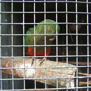 Parrakeet not sure what species,but its beak has a big problem