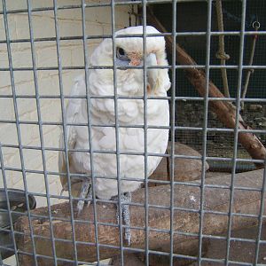 Little Corella