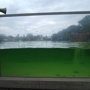 Under water viewing of Californian Sealion`s