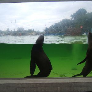 Under water viewing of Californian Sealion`s