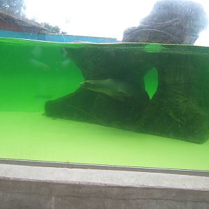 Under water viewing of Californian Sealion`s
