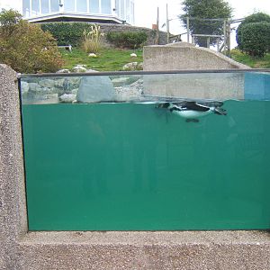 View of Humboldt`s Penguin enclosure