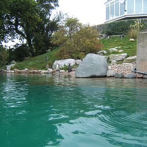 View of Humboldt`s Penguin enclosure