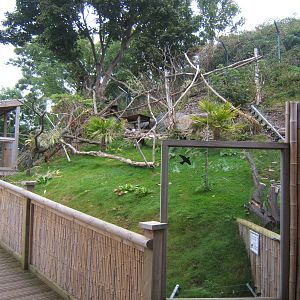 View of Red Panda enclosure