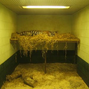 View inside the Sumatran Tiger House