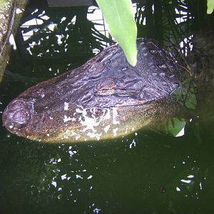 Albert the Bull American Alligator