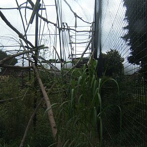 Re-built Lar Gibbon enclosure