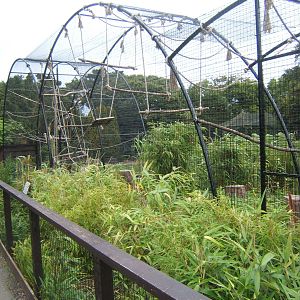 Re-built Lar Gibbon enclosure