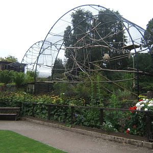 Re-built Lar Gibbon enclosure