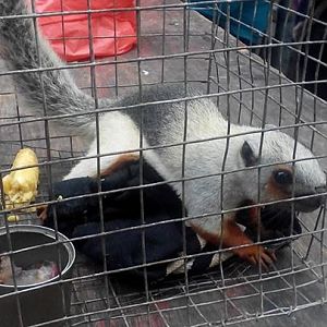 Unknown type of squirrel