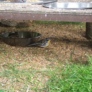 Golden-breasted Bunting (Emberiza flaviventris)
