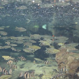 unidentified fish Chester Zoo 23.09.15