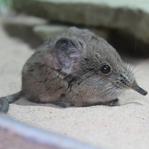Short-eared Elephant Shrew Chester Zoo 23.09.15