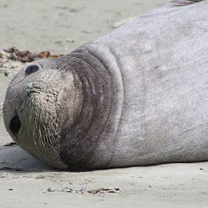 female Southern Elephant Seal (Mirounga leonina)