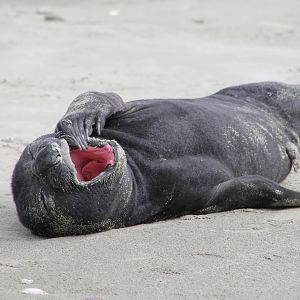 baby Southern Elephant Seal (Mirounga leonina)