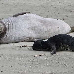 Southern Elephant Seals (Mirounga leonina)