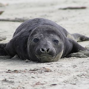 baby Southern Elephant Seal (Mirounga leonina)