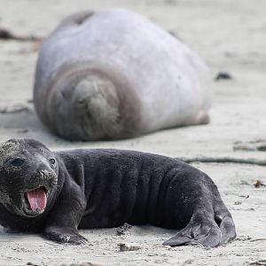 Southern Elephant Seals (Mirounga leonina)