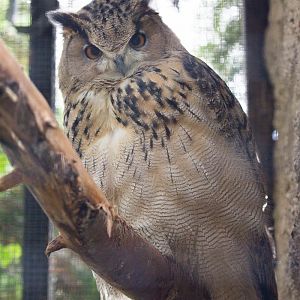 Turkmenian eagle-owl : Linton : 19 Sep 2015