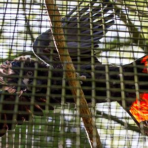 Red-tailed black cockatoo : Linton : 19 Sep 2015