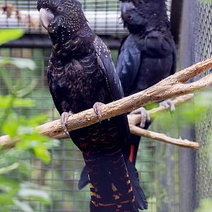 Red-tailed black cockatoo : Linton : 19 Sep 2015