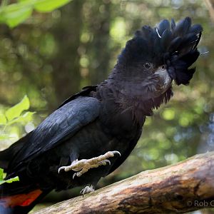 Red-tailed black cockatoo : Linton : 19 Sep 2015