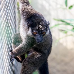 White-collared lemur : Linton : 19 Sep 2015