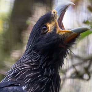 Striated caracara : Linton : 19 Sep 2015