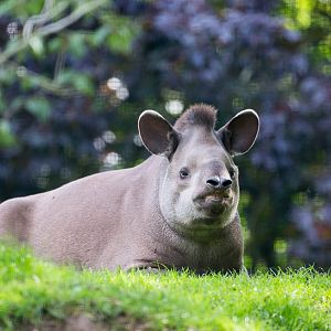 Brazilian tapir : Linton : 19 Sep 2015