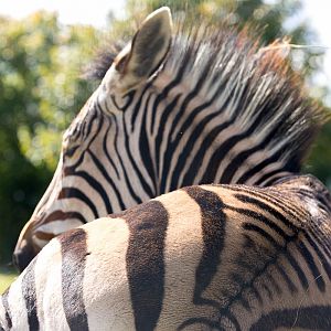 Hartmanns mountain zebra : Linton : 19 Sep 2015