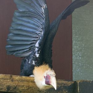 Blyths hornbill : Linton : 19 Sep 2015