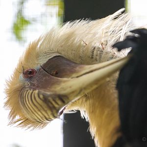 Blyths hornbill : Linton : 19 Sep 2015