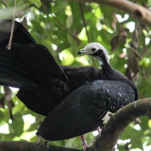 Gray's piping-guan