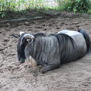 White-bearded wildebeest