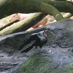 African darter